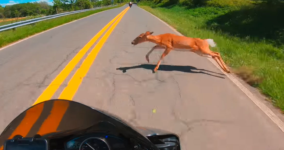 Motorcyclist Hits Deer & Almost Crashes